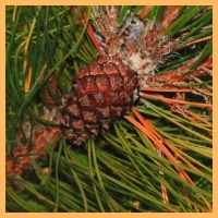 Chinese Red Pine (Pinus tabulaeformis)