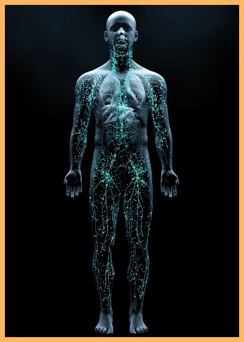 Immune System