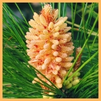 Masson Pine (Pinus massoniana)