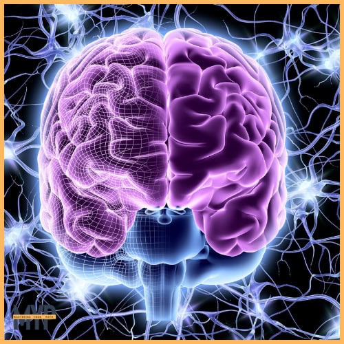 A stylized brain MRI scan highlighting key regions, including the prefrontal cortex, amygdala, and attention control areas, with glowing colors to represent increased neural activity and density. The image visually emphasizes measurable brain changes linked to cognitive performance improvements
